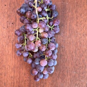 Organic Red Grapes (1kg)